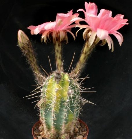 Echinopsis_pink_N1_variegata